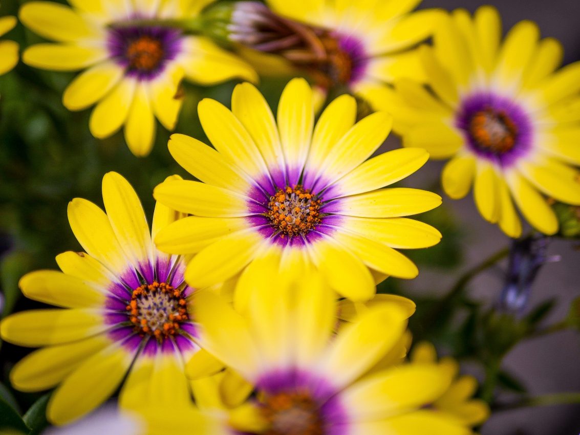 Image of yellow and purple flowers in a private garden